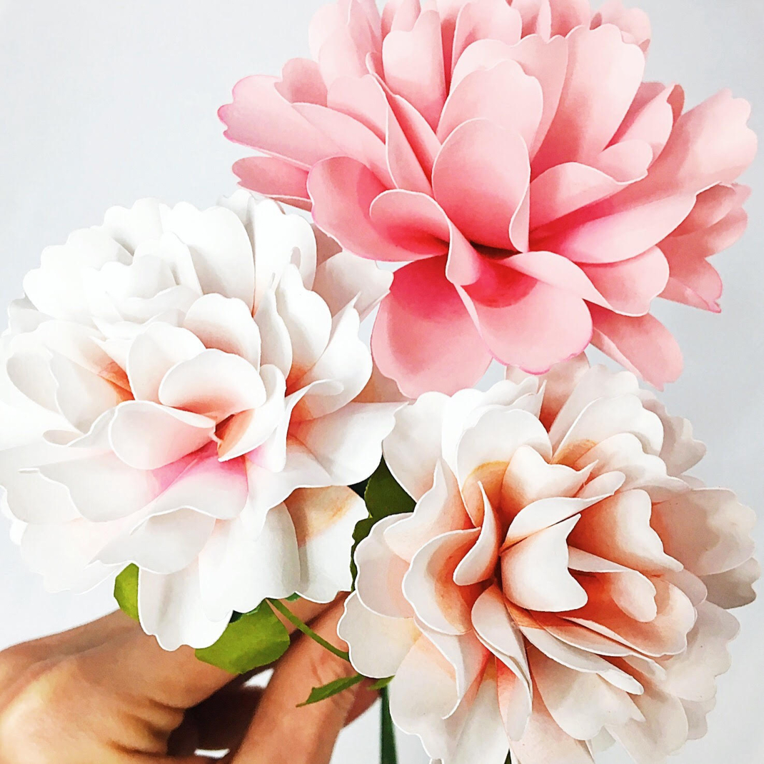 Carnations Bloom